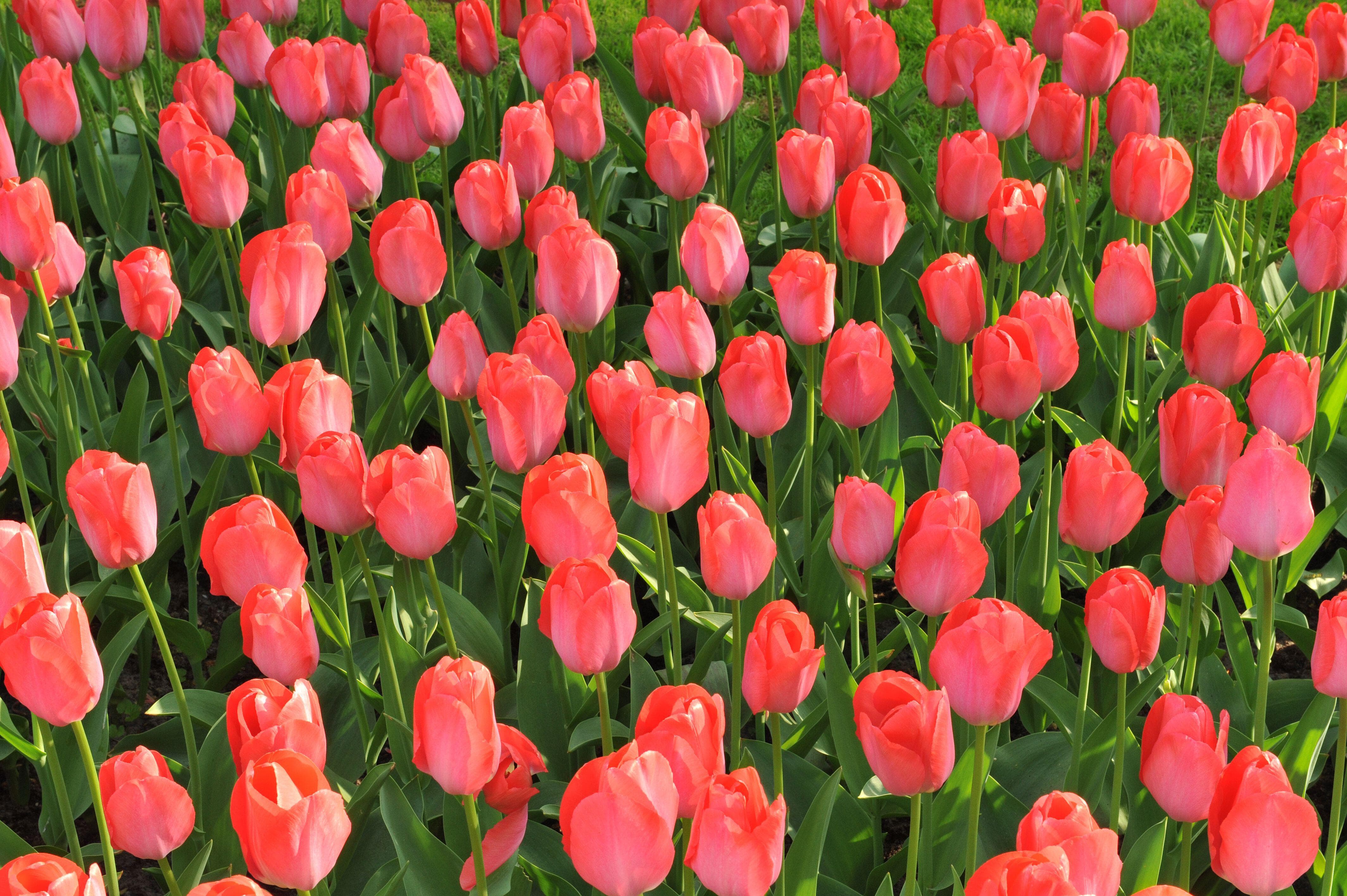 Tulipan 'Van Eijk' (Storkøb) - 100 løg